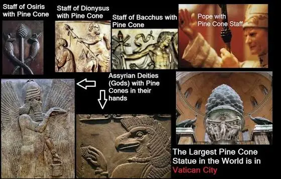 Pine cone pineal gland
