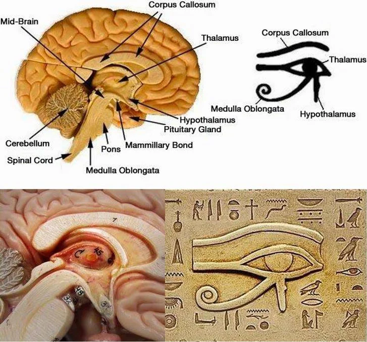 PIneal gland is a third eye