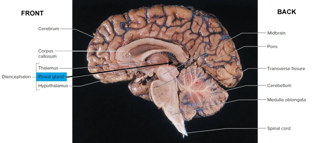An image of pineal gland